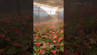 anthurium garden anthuriumplant plants gardening adeniumflowerplants nature flowers iran [upl. by Ical]