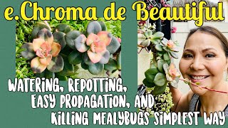 Echeveria Chroma Facts and how to Care Propagation Repotting Watering killing mealy bugs [upl. by Fritze]