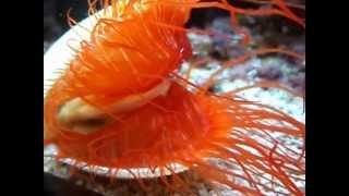 Flashing Flame Scallop Feeding [upl. by Ribaj199]