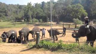 Mae Ping Elephant Camp Thailand [upl. by Fanechka662]