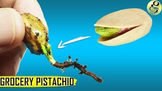 Grow Pistachio Tree From Grocery Pistachios  Seed Germination Results [upl. by Inanuah550]