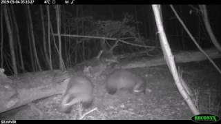 European Badgers Fighting With Impressive Sound [upl. by Ravi]