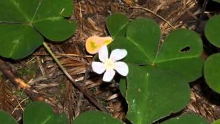 RED WOOD SORREL OREGON OXALIS Oxalis oregana Nutt [upl. by Nigle]