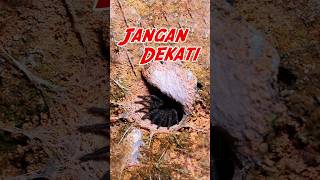 Trapdoor Spider Bikin Jantungan Mangsa [upl. by Mittel480]