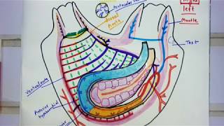 Blood Vascular System Of Herdmania [upl. by Adlaremse585]