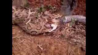 RARE King Cobra swallows Russells Viper alive [upl. by Hna]