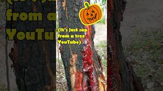 Bloodwood trees are pretty wild Halloween nature foryou [upl. by Ecargyram321]