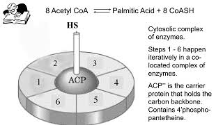 ERM1 LIPIDOMICS LEC 1 PODCAST Fats and Energy Metabolism [upl. by Morvin659]