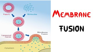 Membrane fusion in vesicle transport and trafficking [upl. by Crofton]