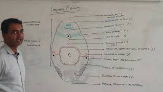 FORAMEN MAGNUM AND STURUCTURE PASSING THROUGH [upl. by Anaeel]