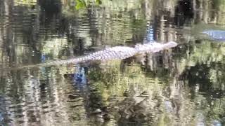 Reflective Gator [upl. by Cooperstein823]