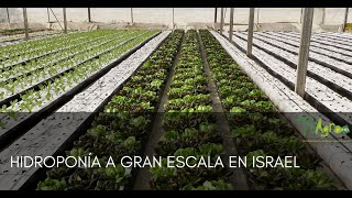 Hidroponía a Gran Escala en Israel  TvAgro Juan Gonzalo Angel [upl. by Etnohc862]