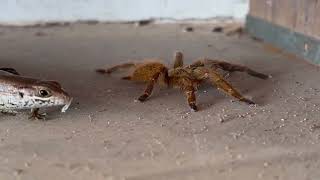 Tarantula vs lizard in Zanzibar [upl. by Omiseno]