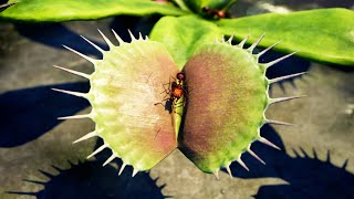 Carnivorous Plants  Venus Flytrap [upl. by Anelehs197]