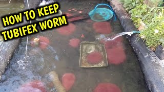 how to keep tubifex worm at home  Tubifex worm care [upl. by Arimihc965]