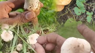 🌧Rainy season இயற்கை காளான்🍄🍄 தேடுதல் வேட்டை in tamil ll Full video🎥 tamil [upl. by Melita]