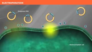 The Mechanism of Transformation with Competent Cells [upl. by Nelia14]