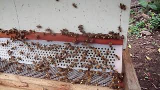 Apicultura Coleta de Pólen em Cajá Buerarema Bahia [upl. by Ion]