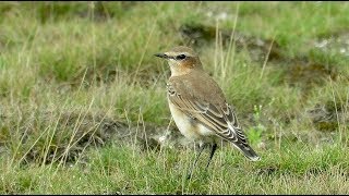 First winter Northern Wheatear  Oenanthe oenanthe  Tapuit  Doel  Belgium  end of August 2017 [upl. by Nutsud341]