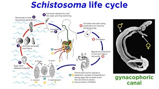 Phylum Platyhelminthes Part 3 Parasitic Trematodes and Monogeneans [upl. by Enelyaj411]