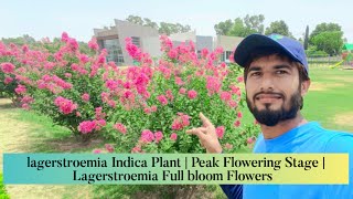 lagerstroemia Indica Plant  Peak Flowering Stage  Full bloom Flowers  Horticulture  2k24 [upl. by Alehc]