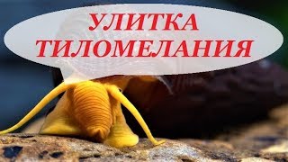 Улитка Тиломелания в аквариуме размножение содержание уход Tylomelania [upl. by Opportina799]