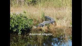 American Crocodile Vs American Alligator [upl. by Annaid]