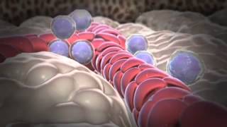 How White Blood Cells Are Formed YouTube [upl. by Robson]