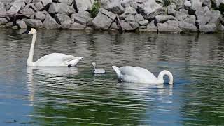 Trumpeter Swan with Cygnet [upl. by Wilmer]