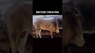 Creatine effects 🔥🫡gym suppliments creatine edit viralcontent viraledit cowvideos cows [upl. by Yekciv]