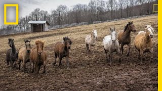 Photographing the Strength and Beauty of Rescued Horses  National Geographic [upl. by Briney]