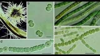 Cyanobacteria [upl. by Prochoras]