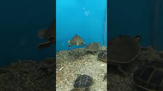 Turtle swimming in aquarium [upl. by Katzman]