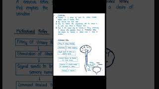 Function Of Kidney Role of Kidney In acid Base Balance Acid Base Balance B pharm HAP2 [upl. by Noiro]