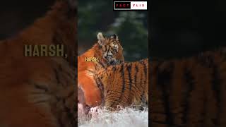 The Majestic Siberian Tiger Facts Behavior and Conservation Effortsquot shorts [upl. by Eenert]