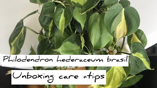 Philodendron hederaceum brasilunboxing and plant care tips indoorplants [upl. by Sevart]