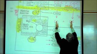 PHYSIOLOGY CELLULAR RESPIRATION PART 1 by Professor Fink [upl. by James20]