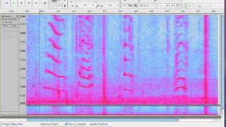 Exploring Audacitys Spectrogram View [upl. by Asor907]