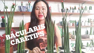 BACULARIS CARETIPS [upl. by Netsud]