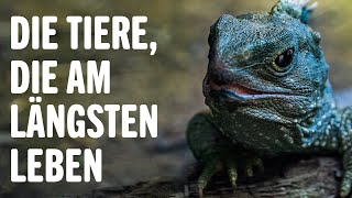 DIE TIERE DIE AM LÄNGSTEN LEBEN  Tierwelt [upl. by Katushka]