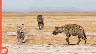 Hyena Attacks Lion Cub and Quickly Regrets It [upl. by Haliak352]