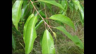 Health benefits of Cherry Leaves [upl. by Carleen]