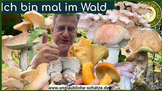 Pilze Sammeln im Juni 2024  Ich bin mal in Wald Brätlinge Täublinge Steinpilze uvam  Es laüft [upl. by Fabe]