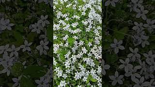 Blue star creeper tiny flowers and foliage mat forming ground cover plant flora of Seattle  US [upl. by Eniluqcaj]