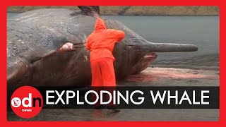 Exploding sperm whale Carcass caught on camera in The Faroe Islands [upl. by Rhpotsirhc516]