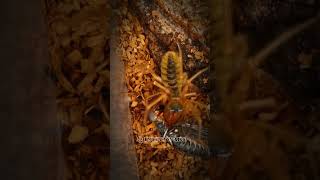 Camel spider vs Katydid 🔥🔥InsectWars insects fypシ゚viral arachnid wildlife [upl. by Frey]