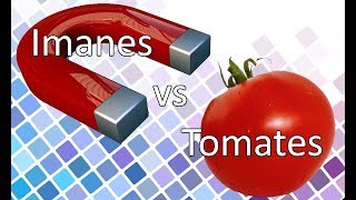 ¿Por qué los tomates se ven REPELIDOS por los imanes [upl. by Simpson]