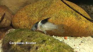 Corydoras Bicolor [upl. by Armillda850]