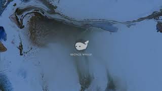 Bronze Whale  Opposites Official Audio [upl. by Daht]