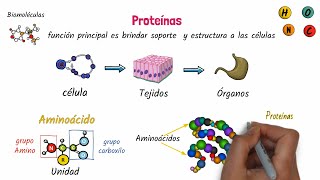 Proteínas Biomoléculas [upl. by Ruel]